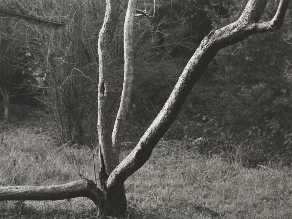Split Tree, Dorothea Lange, c. 1957