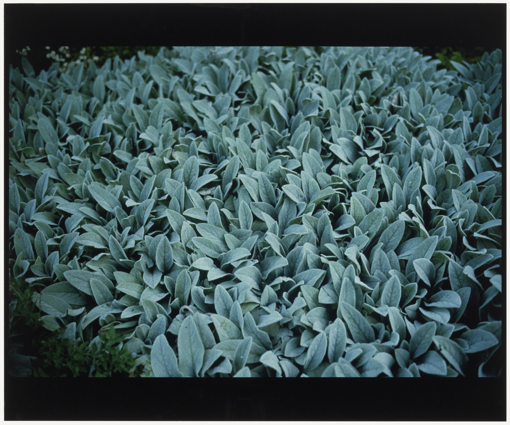 Lambs Ears (for Parkett no. 57)