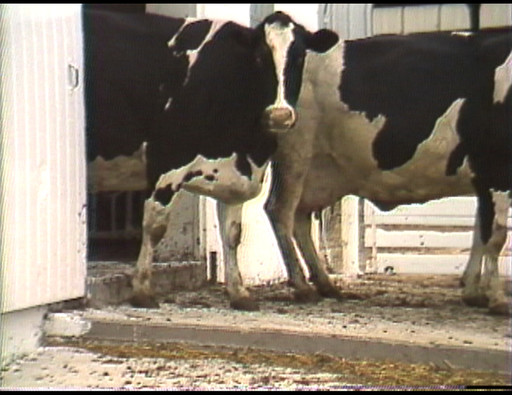 California Stories