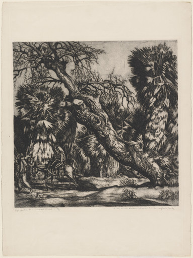 Old Quebracho Tree (Viejo quebracho)