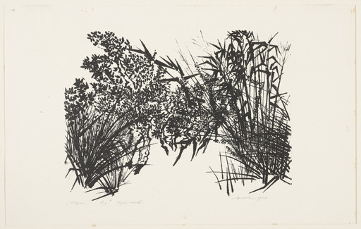 Olive Trees