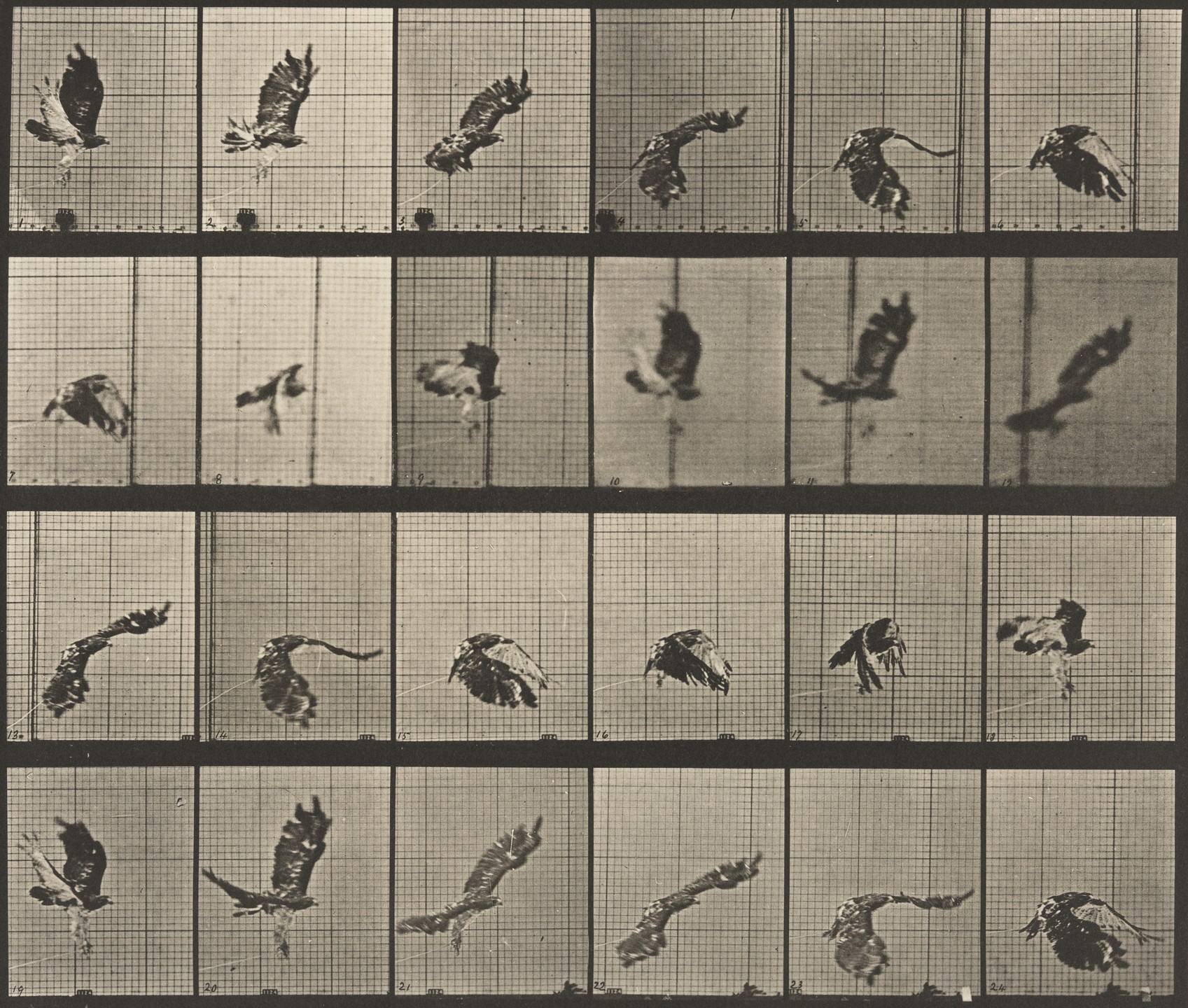Eadweard J. Muybridge. Red-Tailed Hawk Flying: Plate 763 from Animal Locomotion. 1884-86