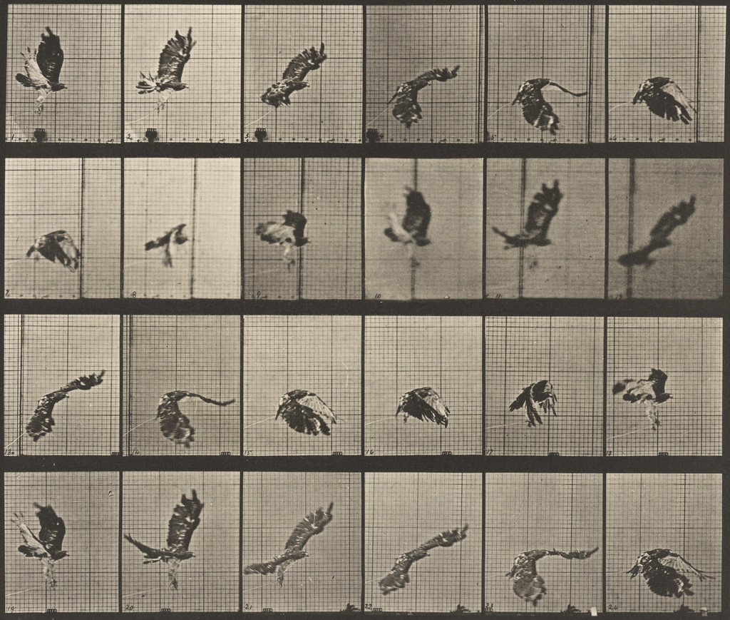 Red-Tailed Hawk Flying: Plate 763 from Animal Locomotion