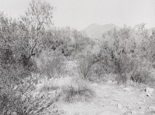 Arizona Desert III