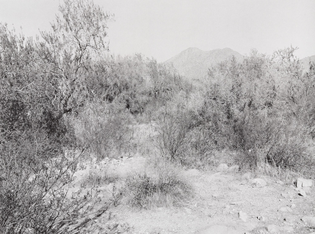 Arizona Desert III