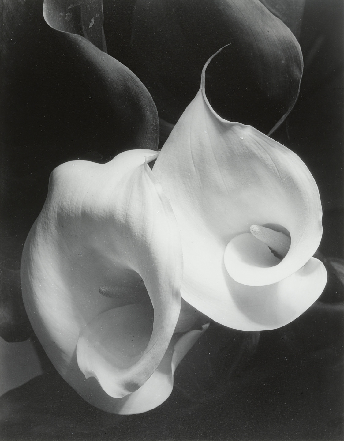 Imogen Cunningham. Two Callas. 1929
