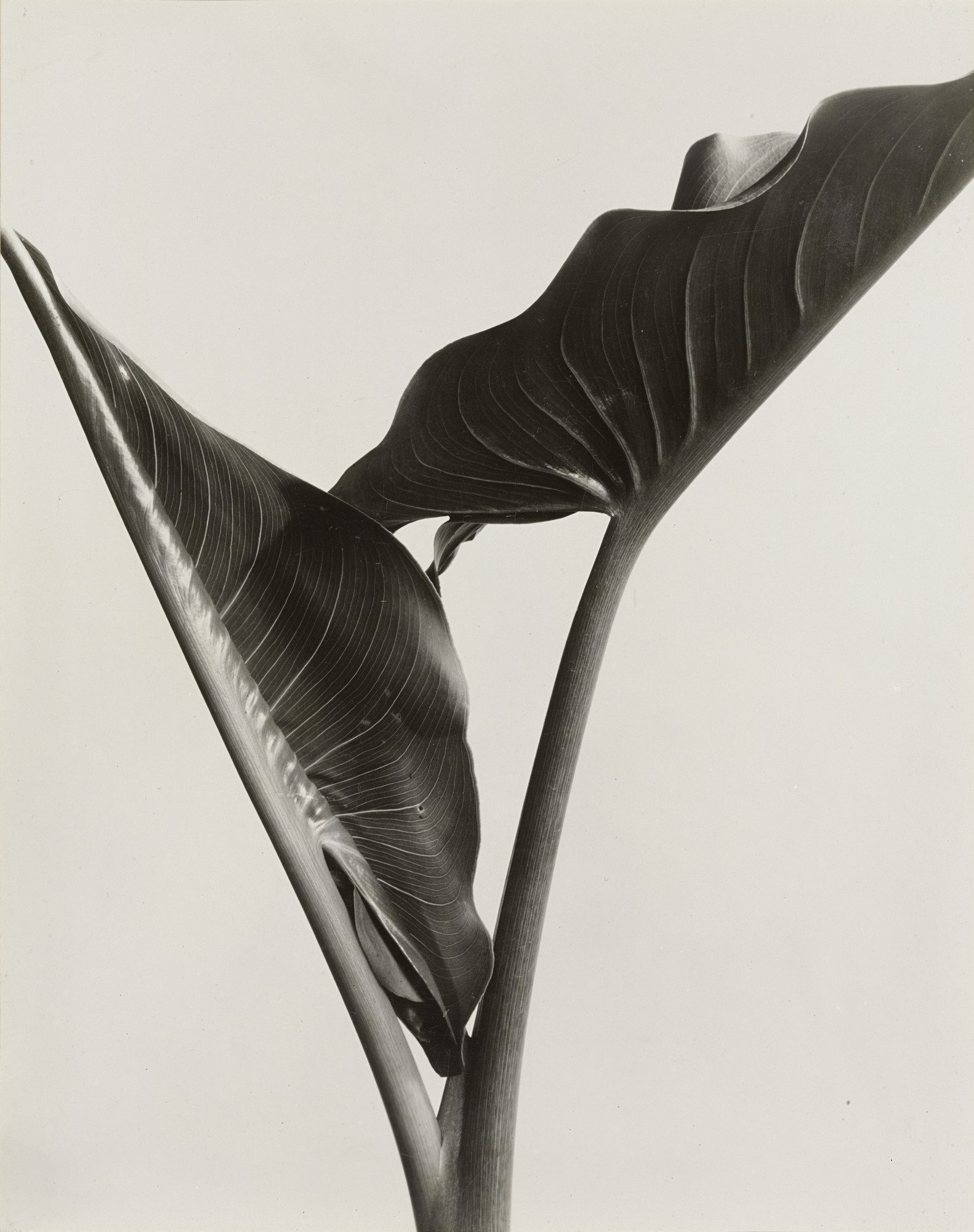 Imogen Cunningham. Cala Leaves