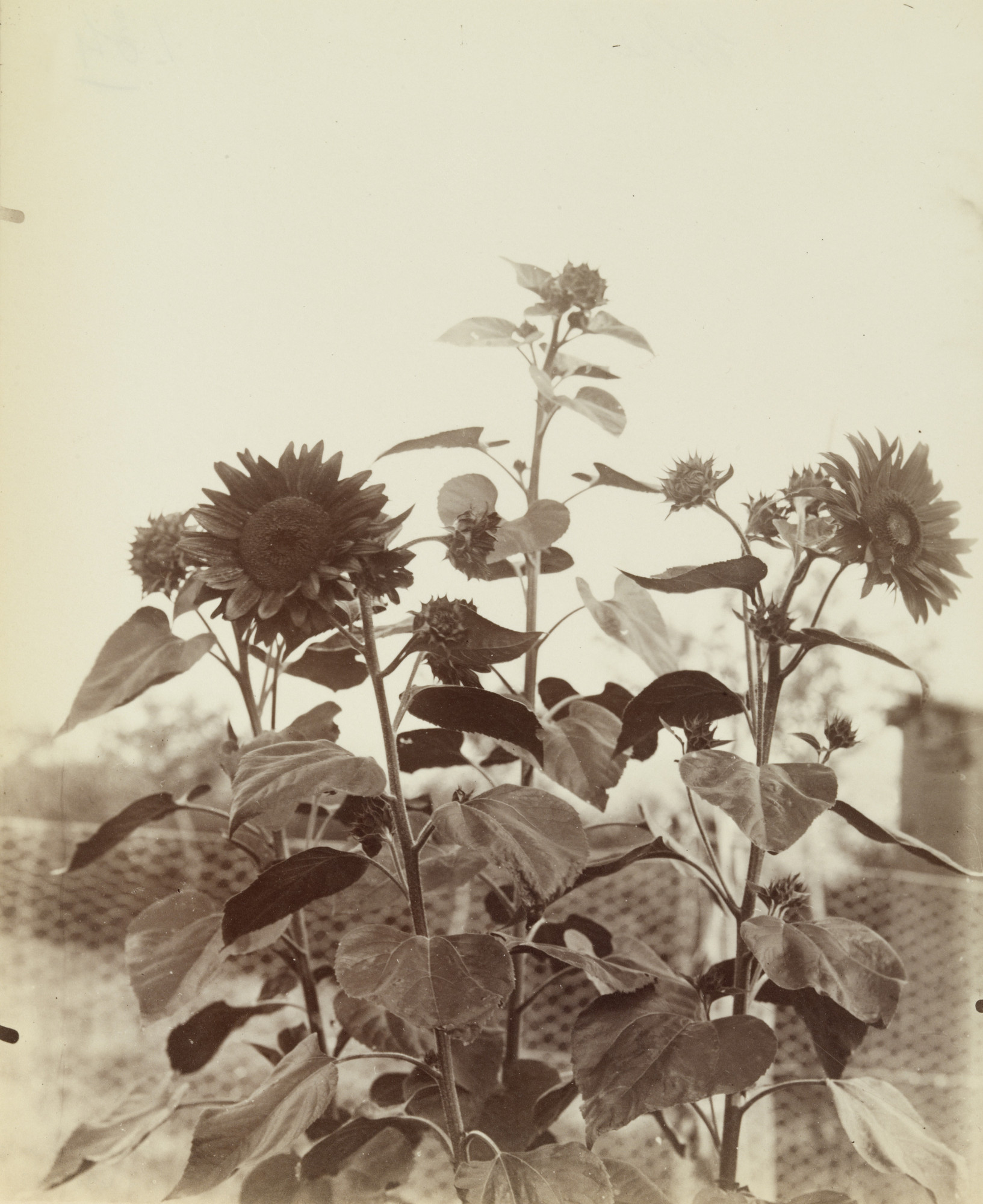 Eugène Atget. Soleil