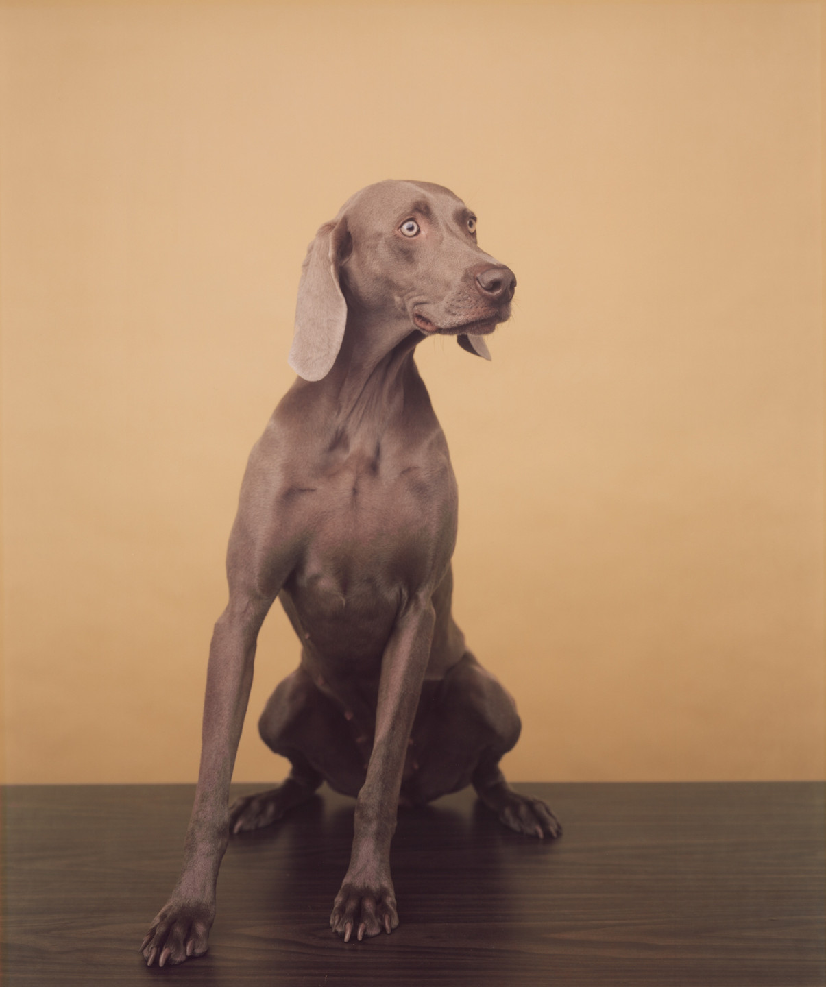 William Wegman. Fay/Ruscha. 1987