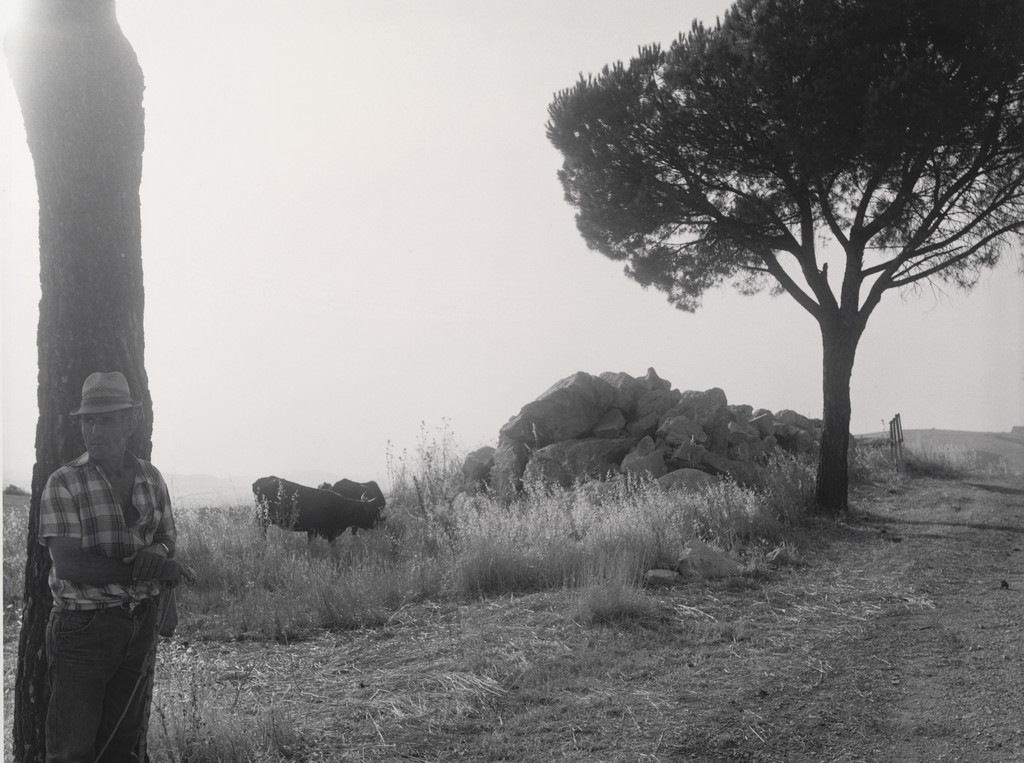 Cowherd near Road, Sicily