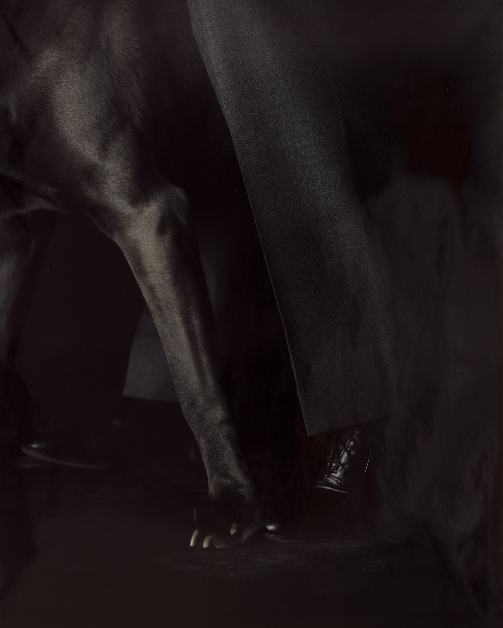 William Wegman. Tango