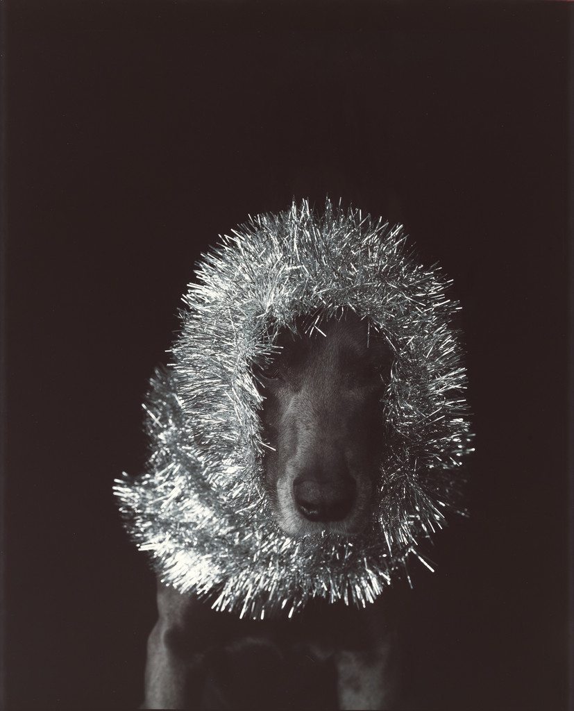Untitled (Man Ray with Tinsel), William Wegman, 1981