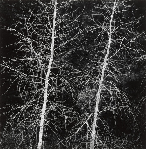 Trees, Hyde Park