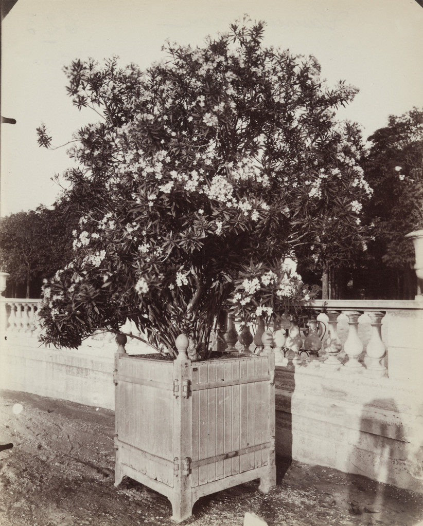Laurier-Rose