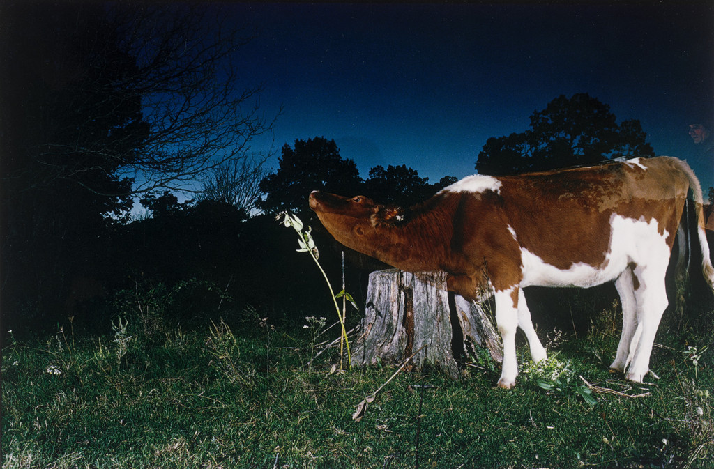 Cow, Thistle, and Stump