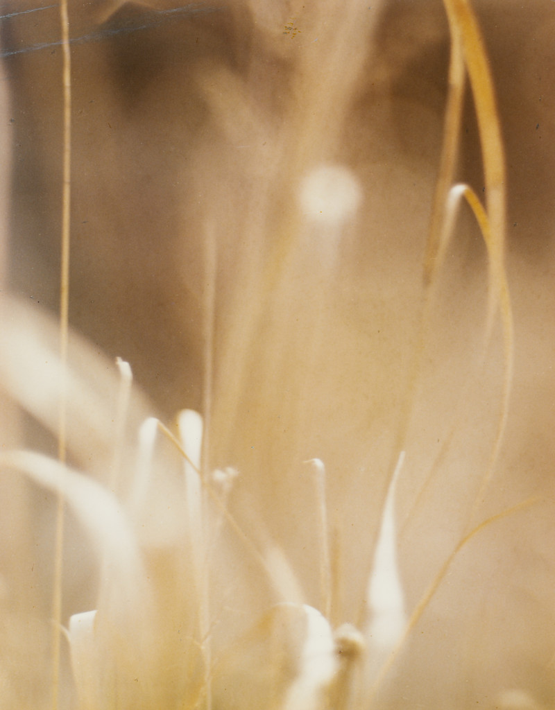 Grasses no. 1, William Grigsby, November 1958