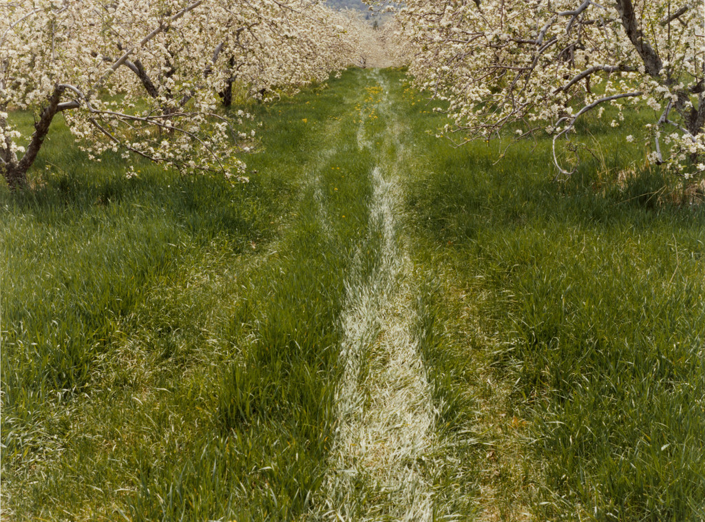 Atkins Orchard, Amherst, Massachusetts