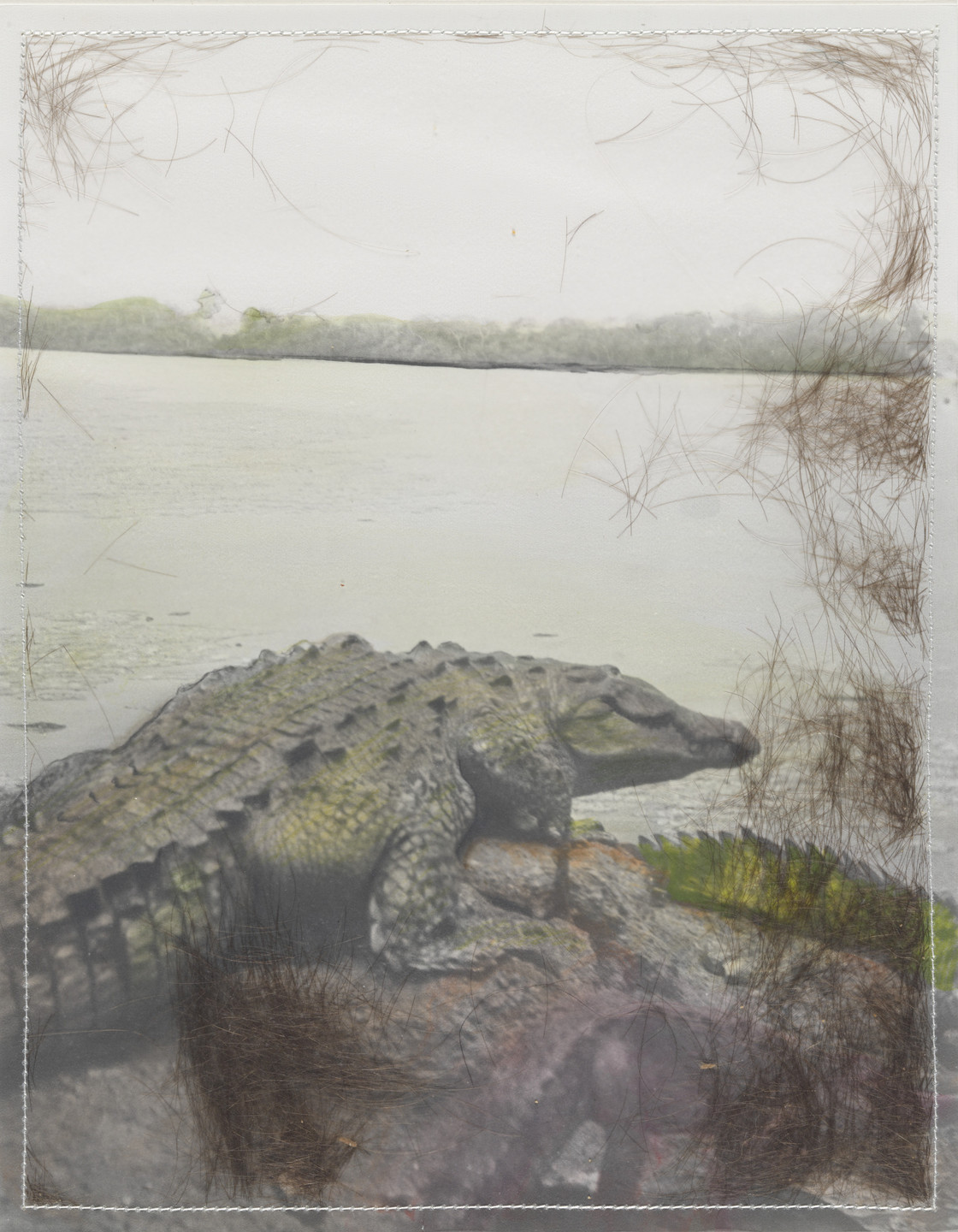 Bea Nettles. Scratchy Alligator. 1972