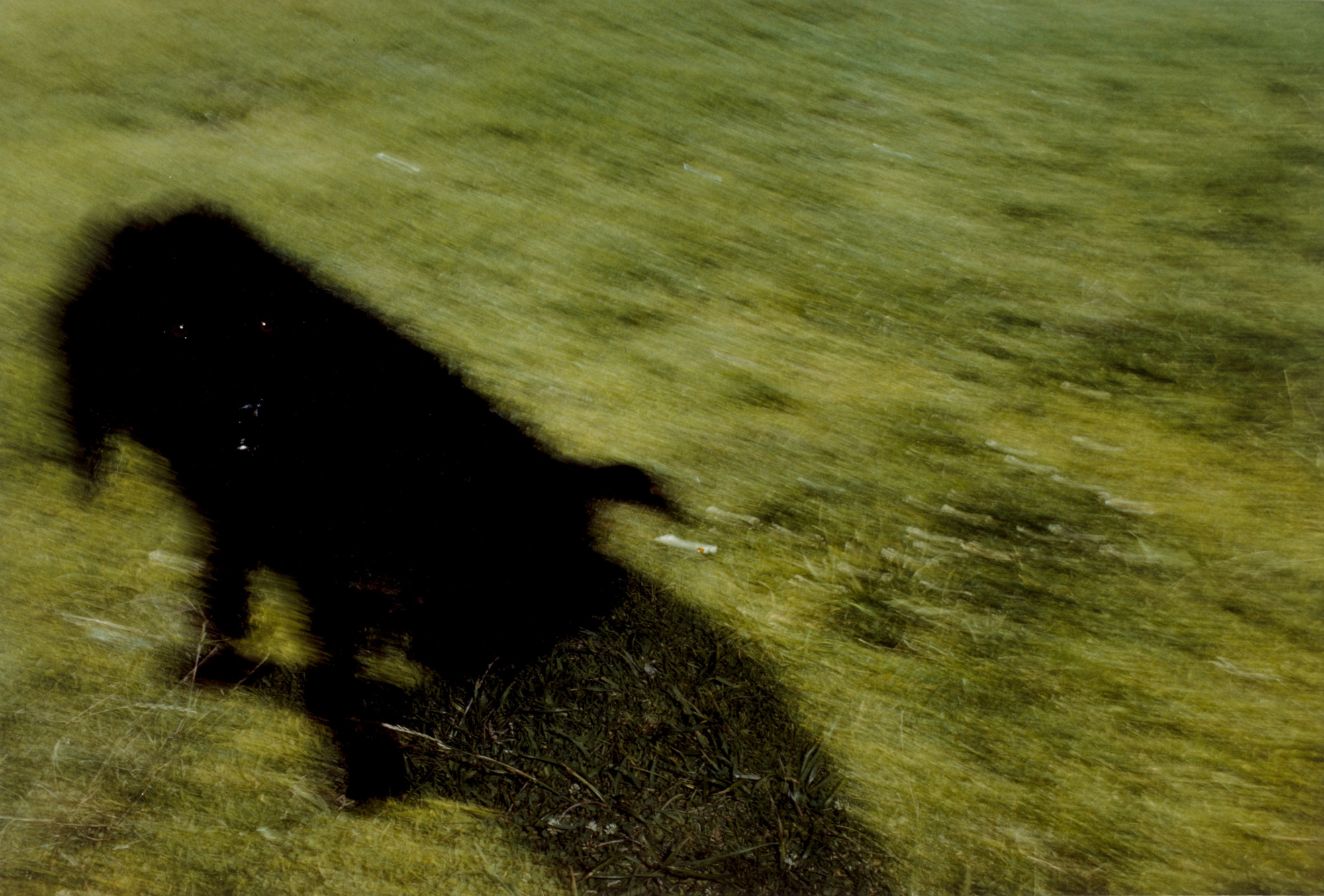 Avery Coffey Danziger. Plant Icons #3. 1978