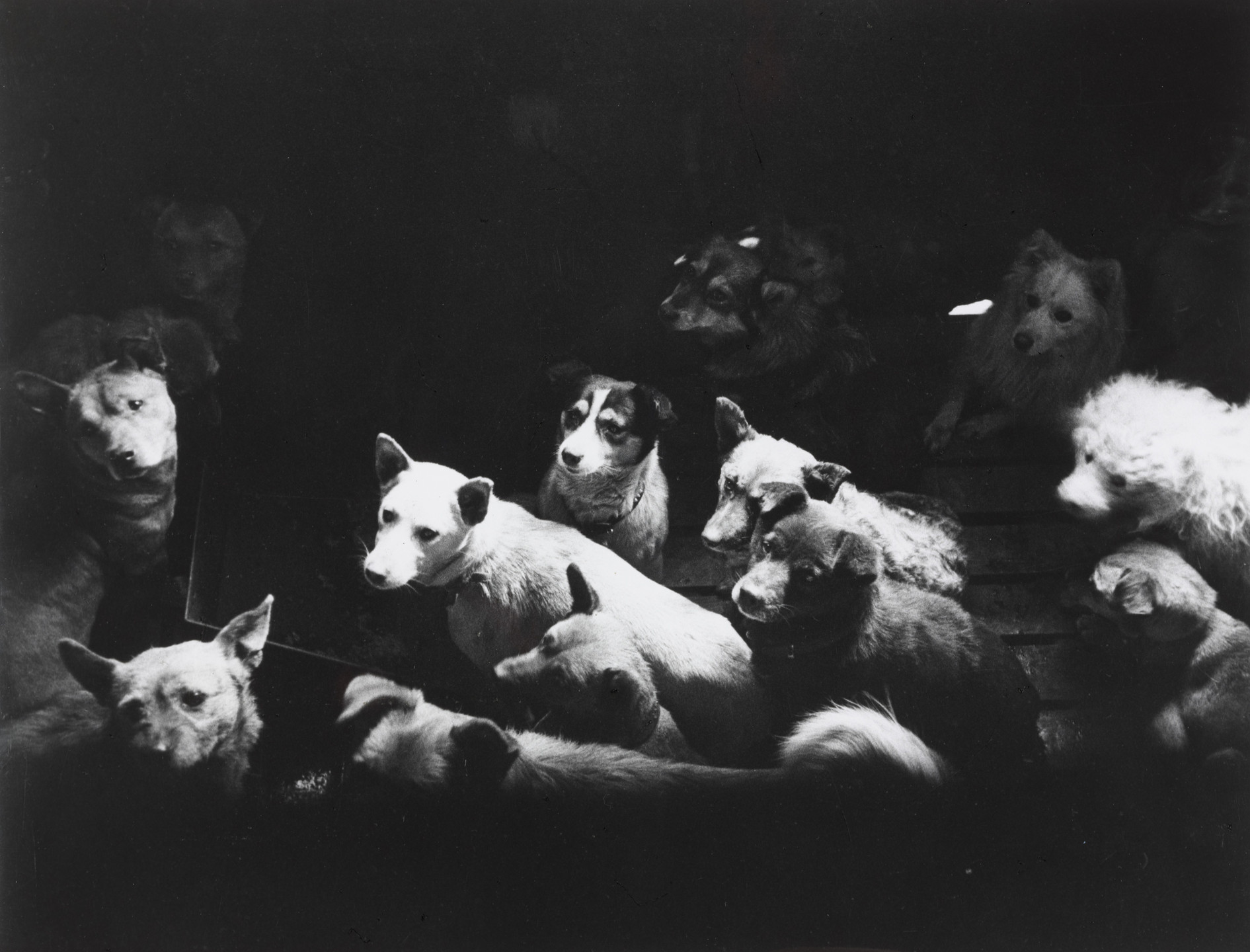 Jun Miki. Dogs. c. 1950