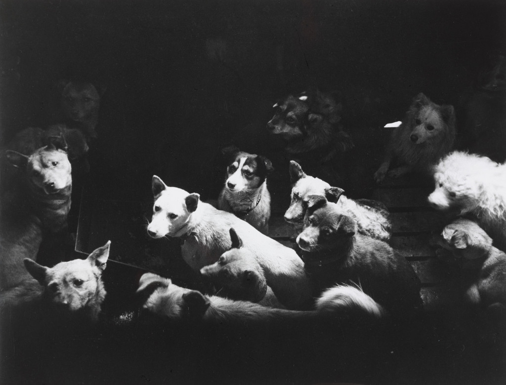 Dogs