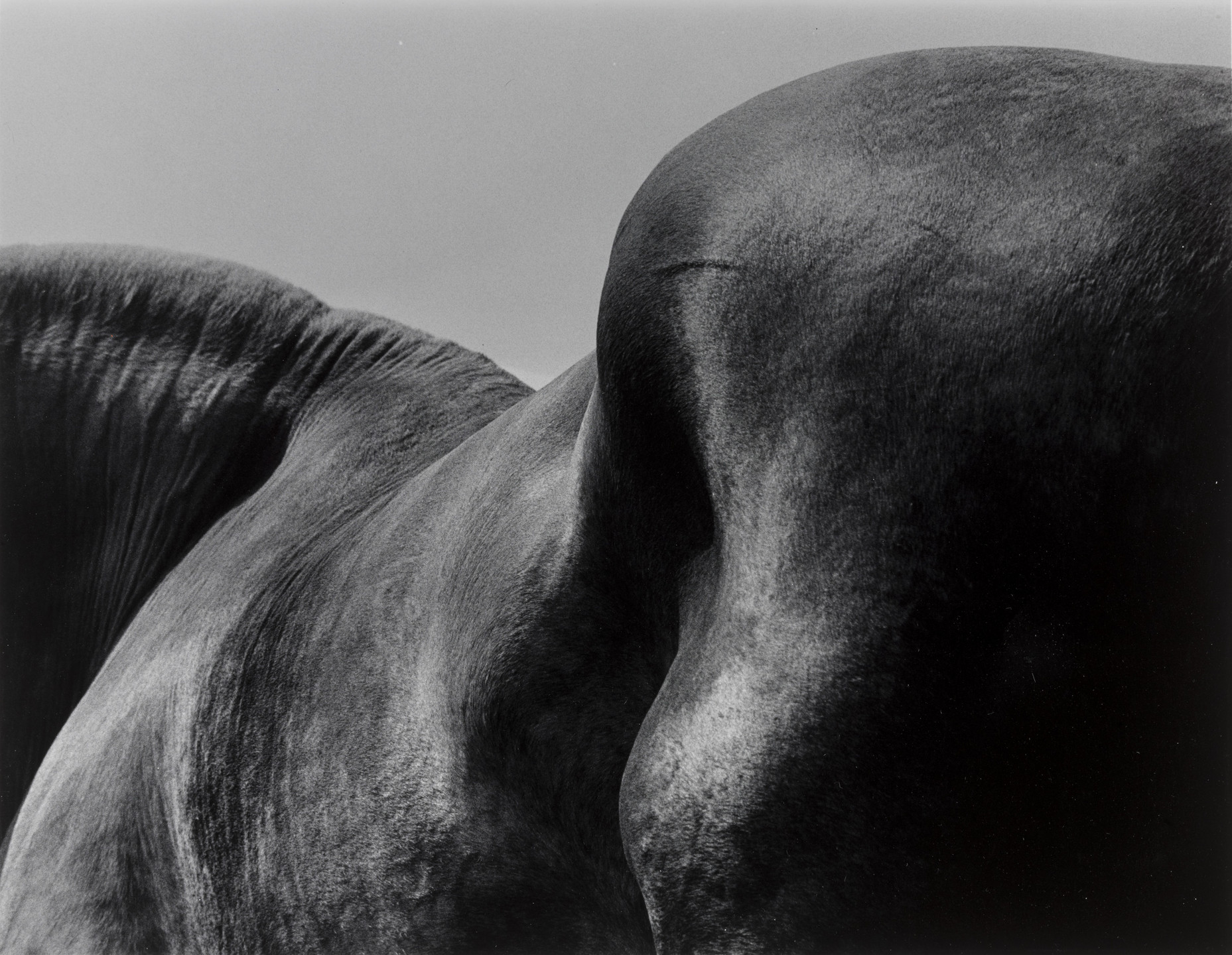 Barbara Norfleet. Untitled. c. 1972