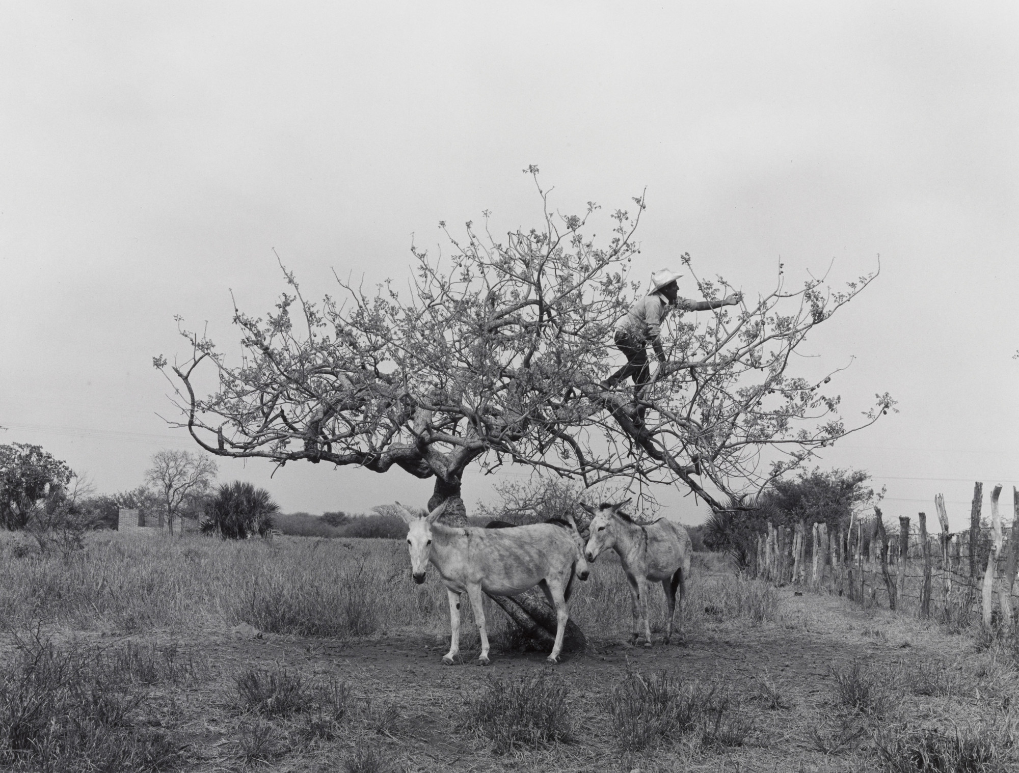 Flor Garduño. Plum Tree (El Arbol de los Circelos). 1982 | MoMA Flor Garduño. Plum Tree (El Arbol de los Circelos). 1982 | MoMA