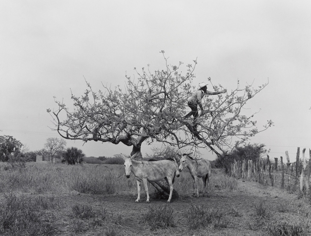 Plum Tree (El Arbol de los Circelos)