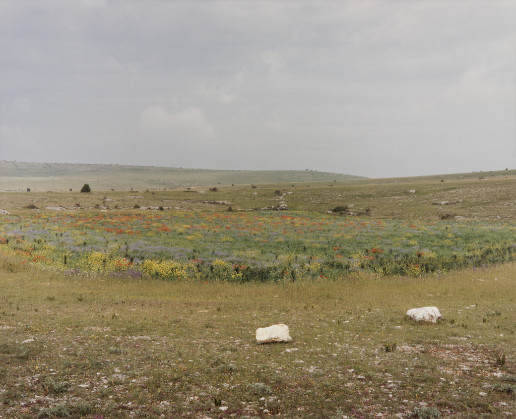 Sotch (a low spot) Full of WIldflowers, Causse Mejean near Aven Armand, France