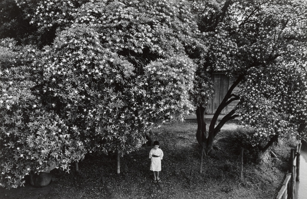 Under the Japanese Cheesewood