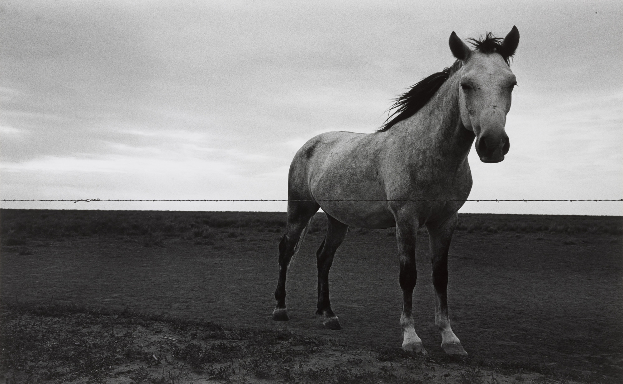 Burk Uzzle. Untitled, HORSE, OKLAHOMA. 1964