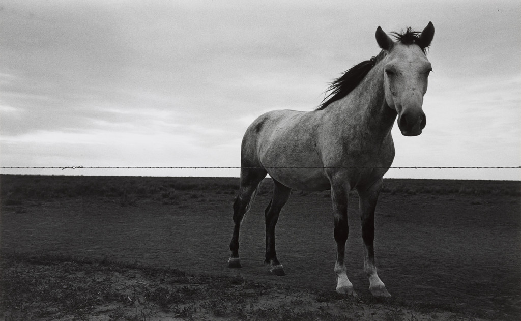 Untitled, HORSE, OKLAHOMA, Burk Uzzle, 1964