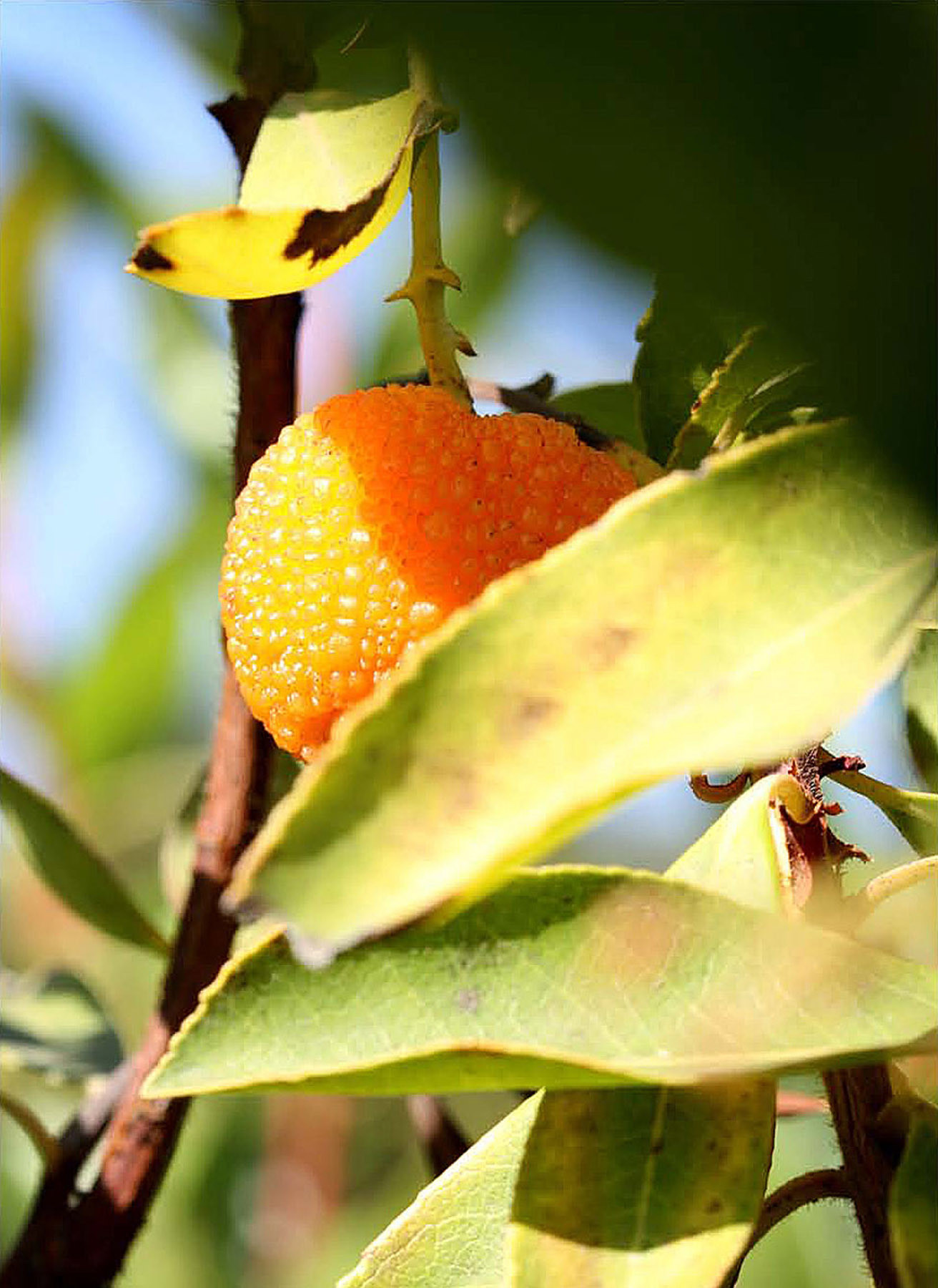 Roe Ethridge. Fruit. 2010 | MoMA