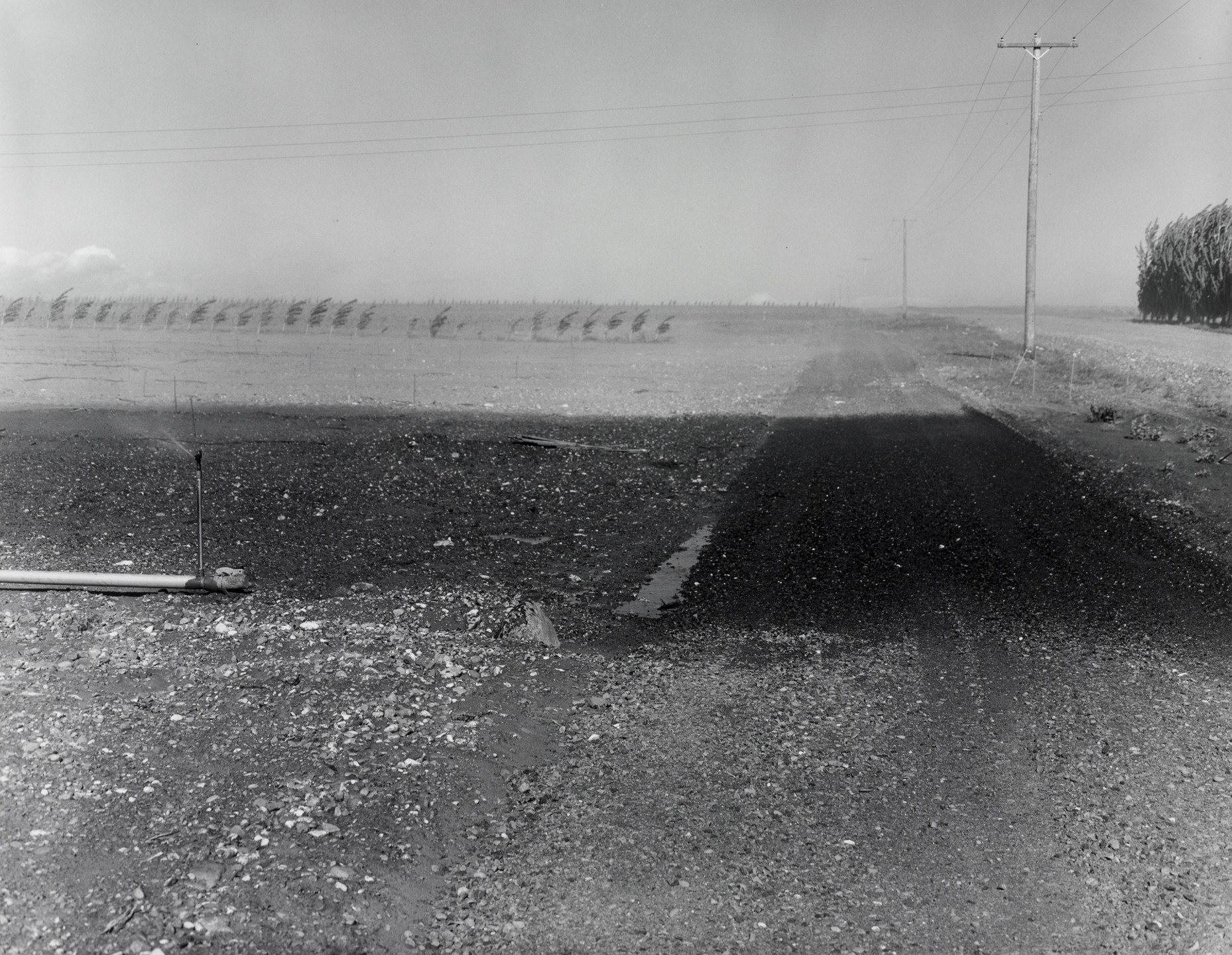Joseph Bartscherer. New Orchard under Handline Irrigation, Mattawa, Washington. 1984