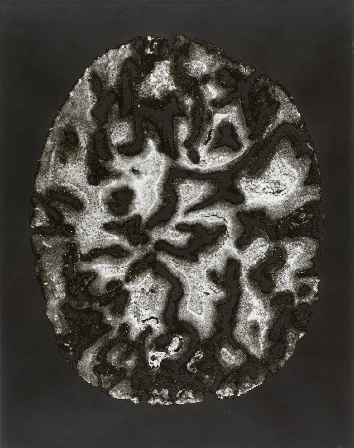 Denis Brihat. Cross-Section of a Nutmeg. 1979