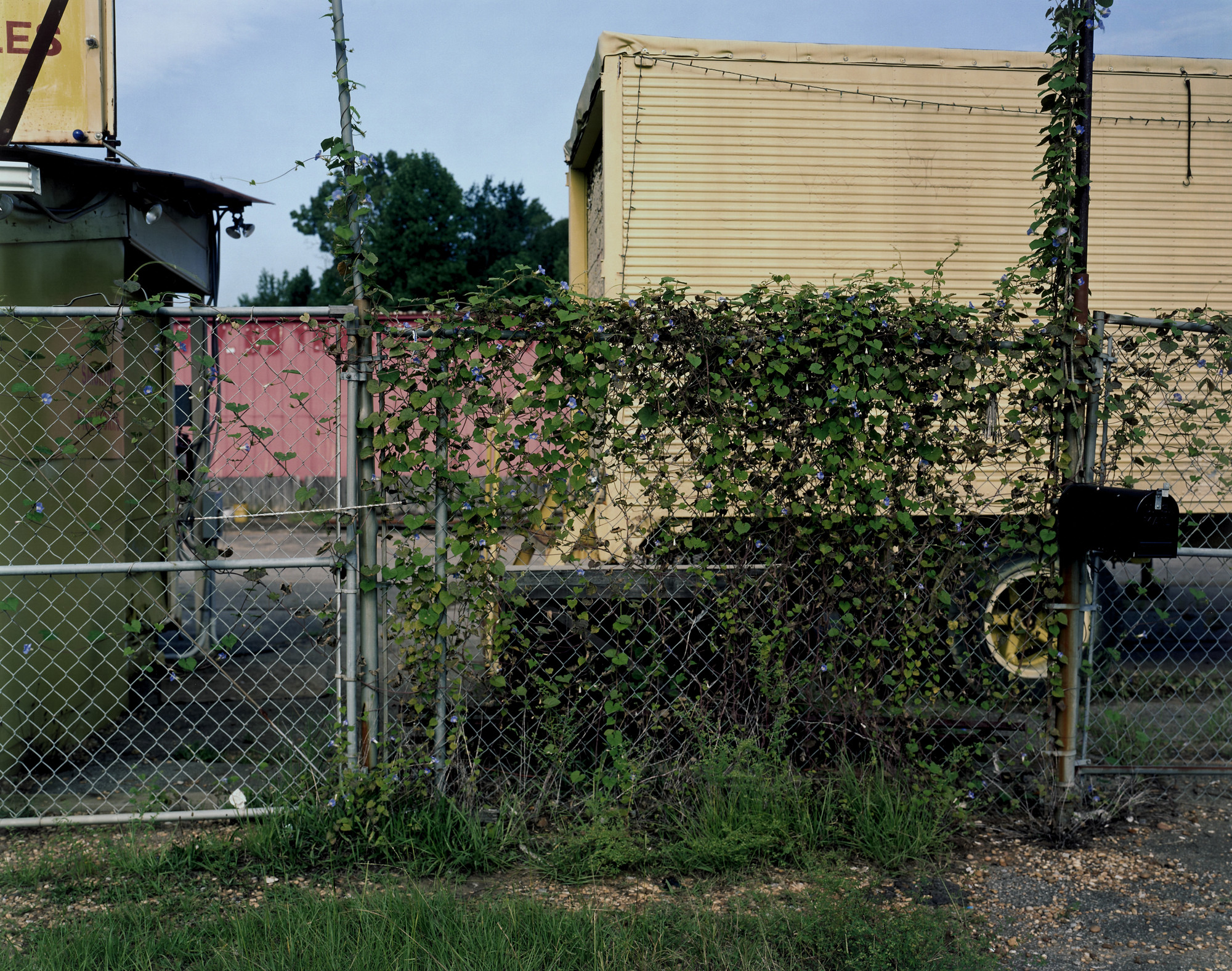 William Christenberry. Morning Glory Vine, Early Morning Light, Tuscaloosa, Alabama