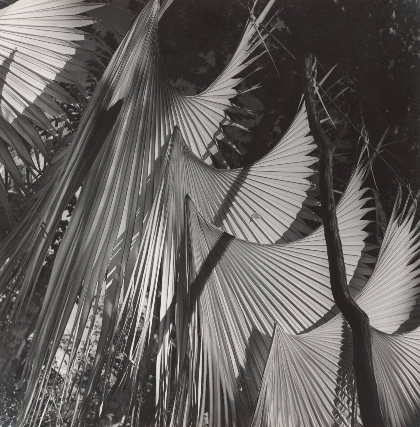 Leo Matiz. Palm Leaves, Yucatán, Mexico. 1946