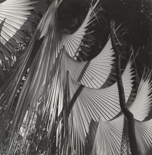Palm Leaves, Yucatán, Mexico