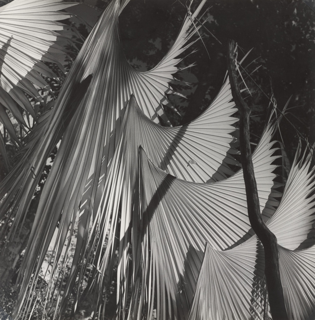 Palm Leaves, Yucatán, Mexico