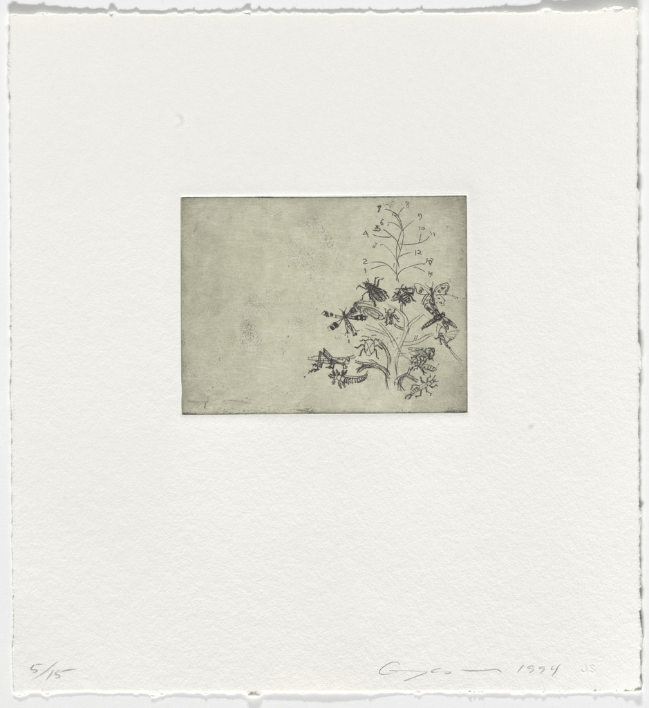 The Insects from Dockings