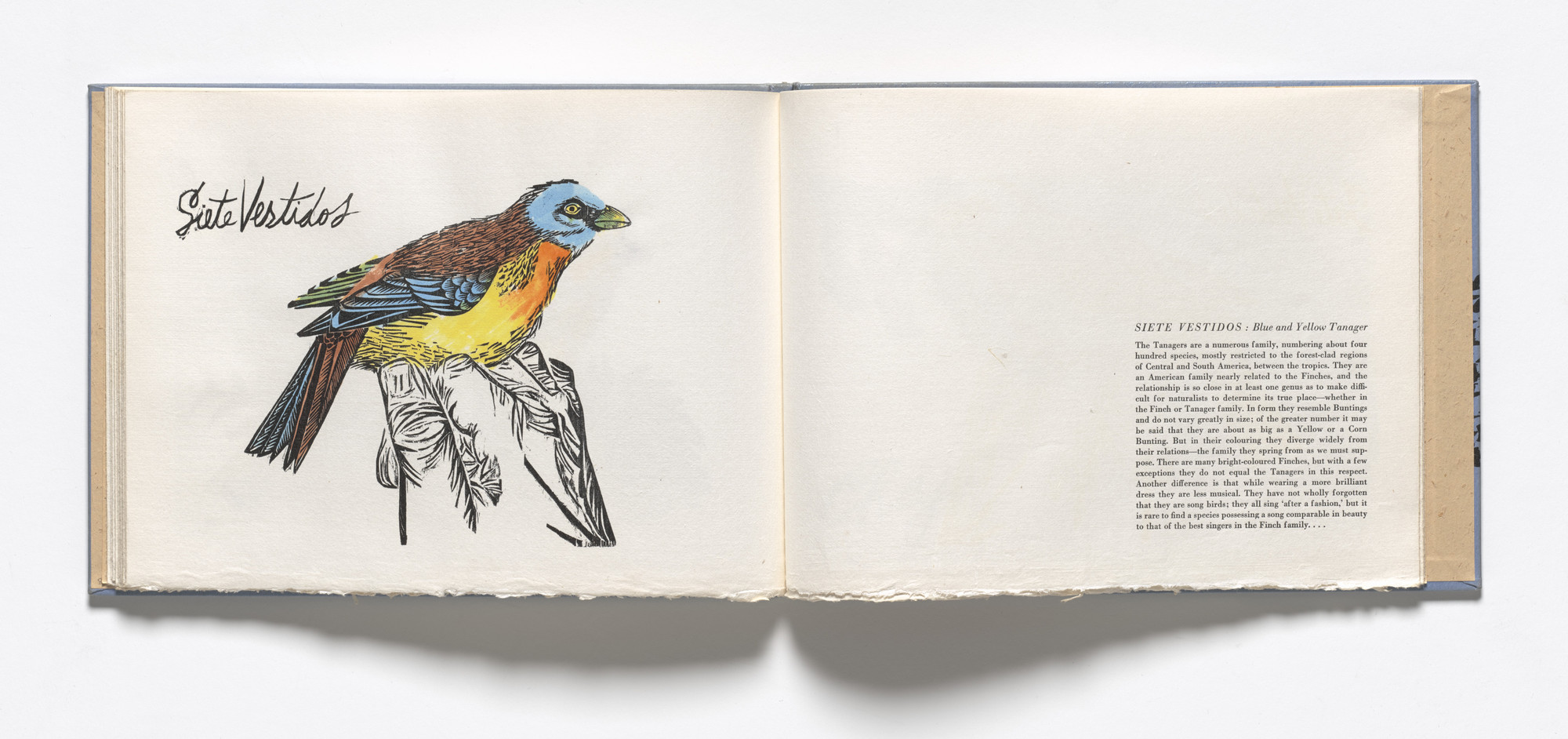 Antonio Frasconi. Siete Vestidos, Blue and Yellow Tanager (plate, folio 22 verso) from Birds from my Homeland