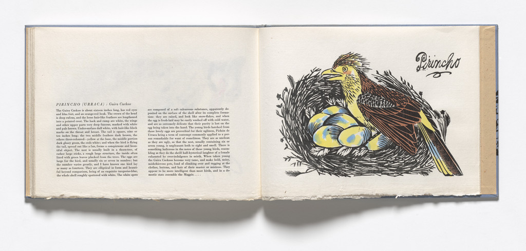Pirincho, Guira Cuckoo (plate, folio 27) from Birds from my Homeland