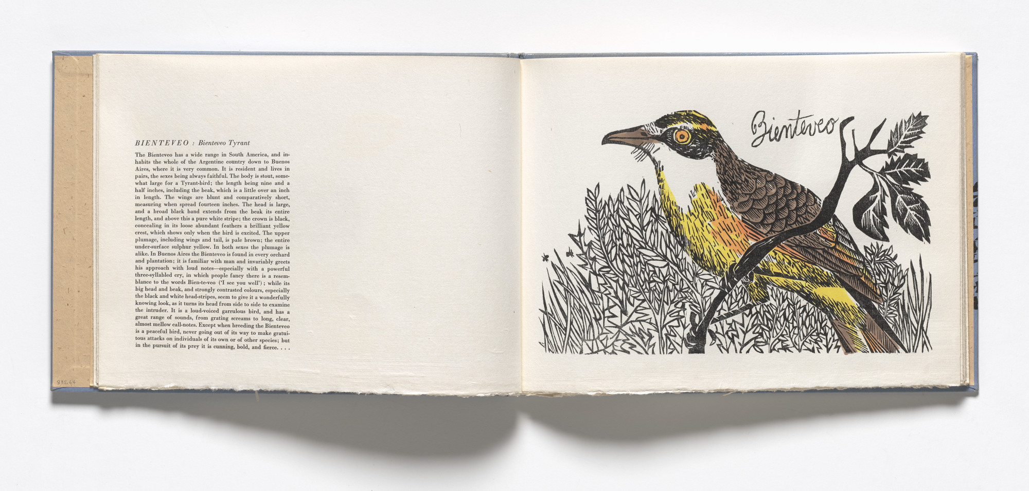 Antonio Frasconi. Bienteveo, Bienteveo Tyrant (plate, folio 9) from Birds from my Homeland