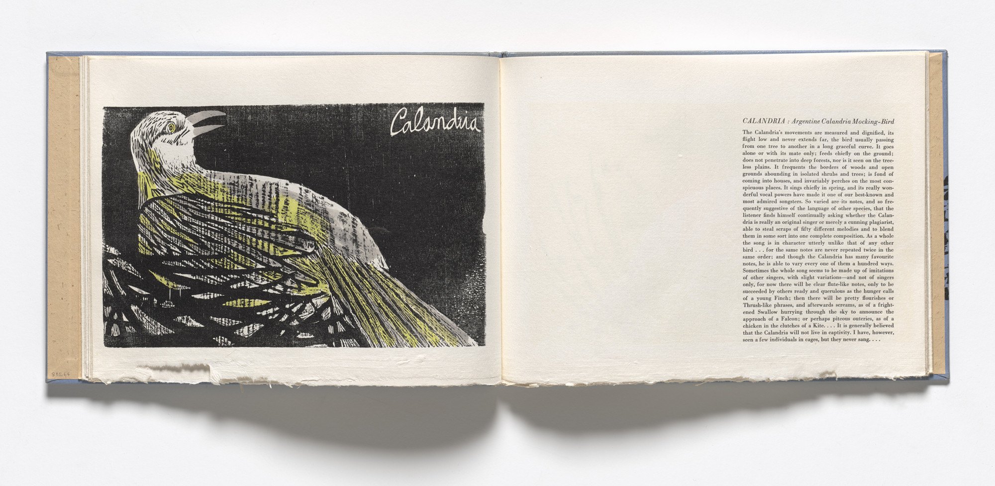 Antonio Frasconi. Calandria, Argentine Calandria Mocking-Bird (plate, folio 12 verso) from Birds from my Homeland