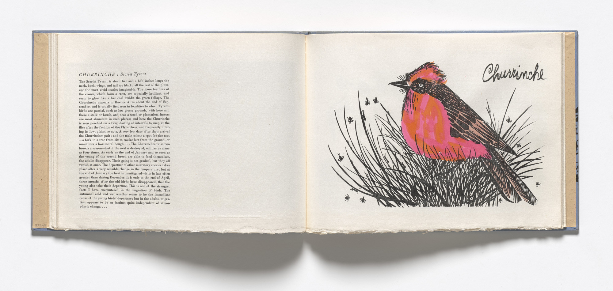 Antonio Frasconi. Churrinche, Scarlet Tyrant (plate, folio 15) from Birds from my Homeland