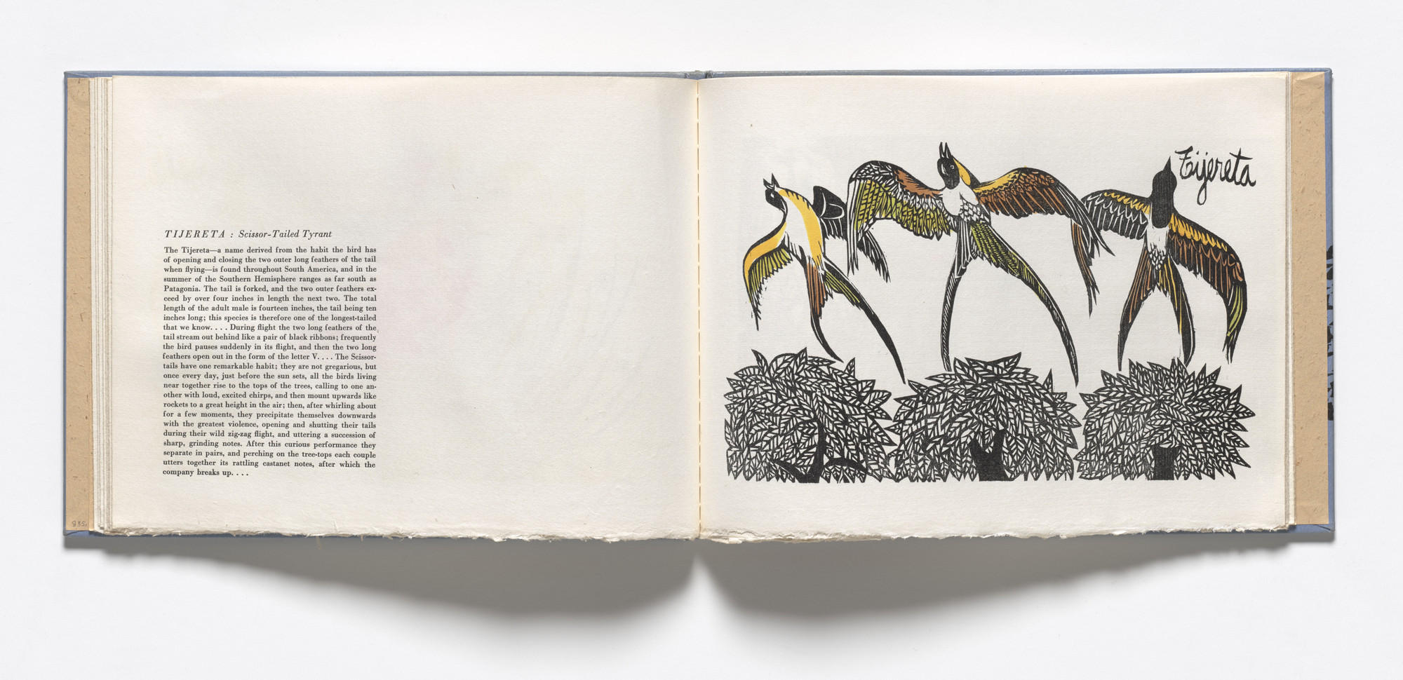 Antonio Frasconi. Tijereta, Scissor-Tailed Tyrant (plate, folio 17) from Birds from my Homeland