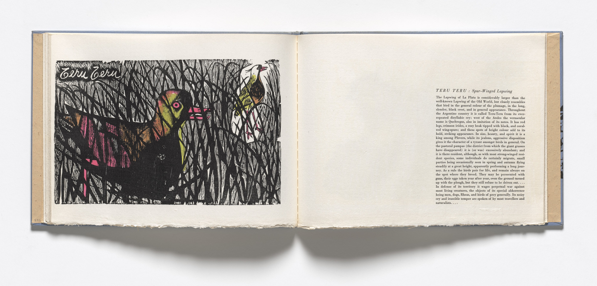 Antonio Frasconi. Teru Teru, Spur-Winged Lapwing (plate, folio 18 verso) from Birds from my Homeland