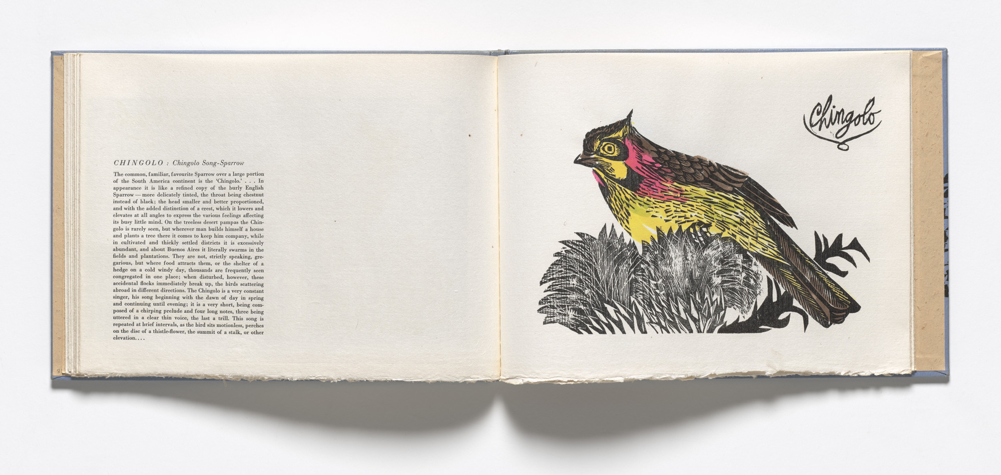 Antonio Frasconi. Chingolo, Chingolo Song-Sparrow (plate, folio 21) from Birds from my Homeland