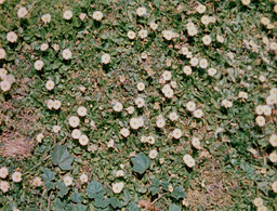 Bruce Conner. LOOKING FOR MUSHROOMS. 1959–1967