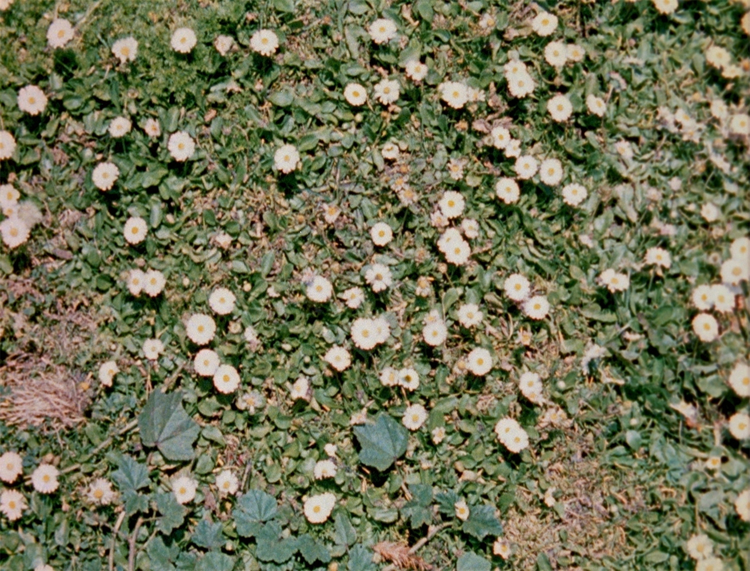 Bruce Conner. LOOKING FOR MUSHROOMS (long version). 1959–1967/1996